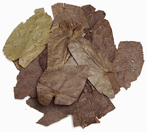 Cao Guo, Tsaoko , 500 grams Dried Herb
